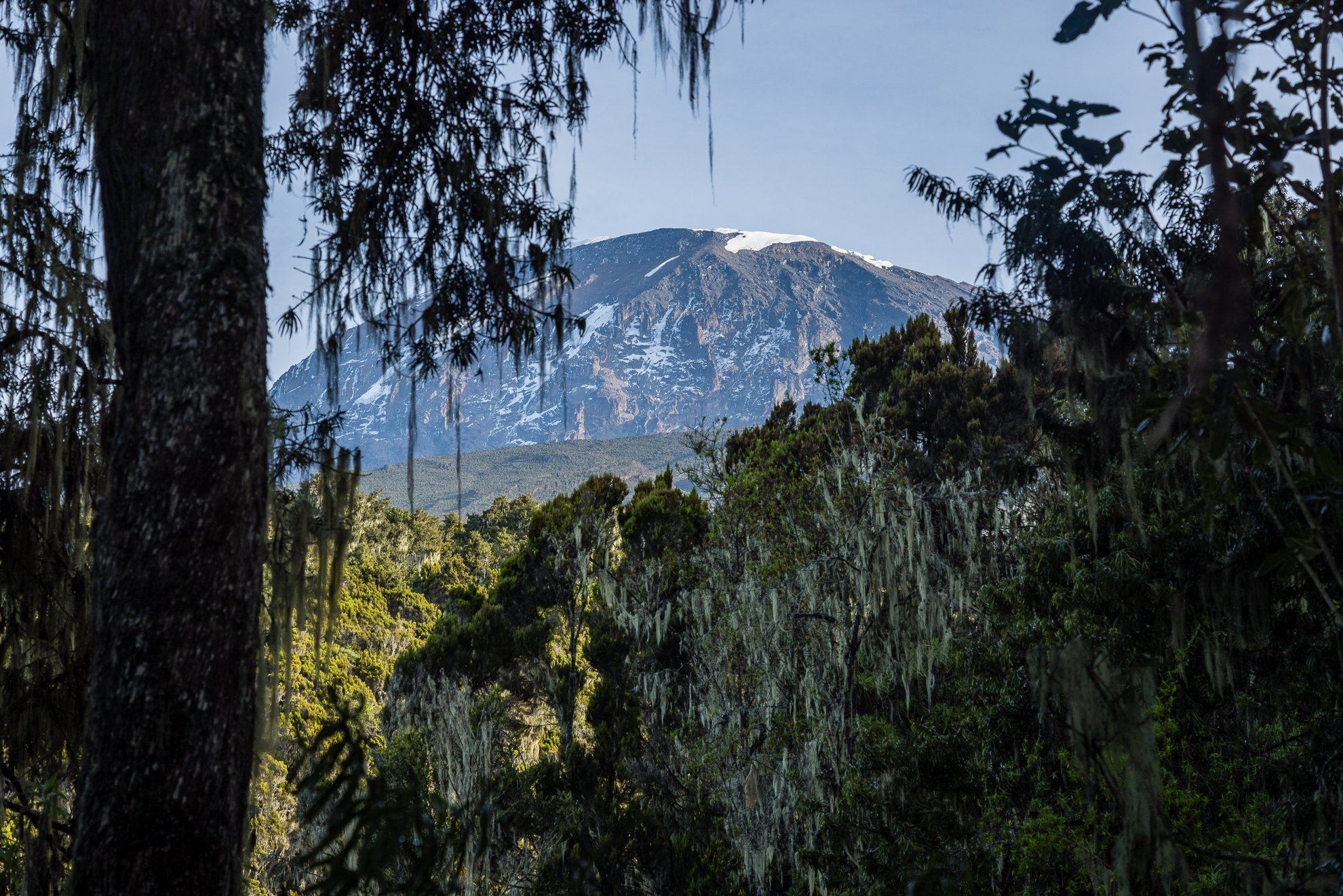 Dense forest trail on the descent from Mount Kilimanjaro, Tanzania