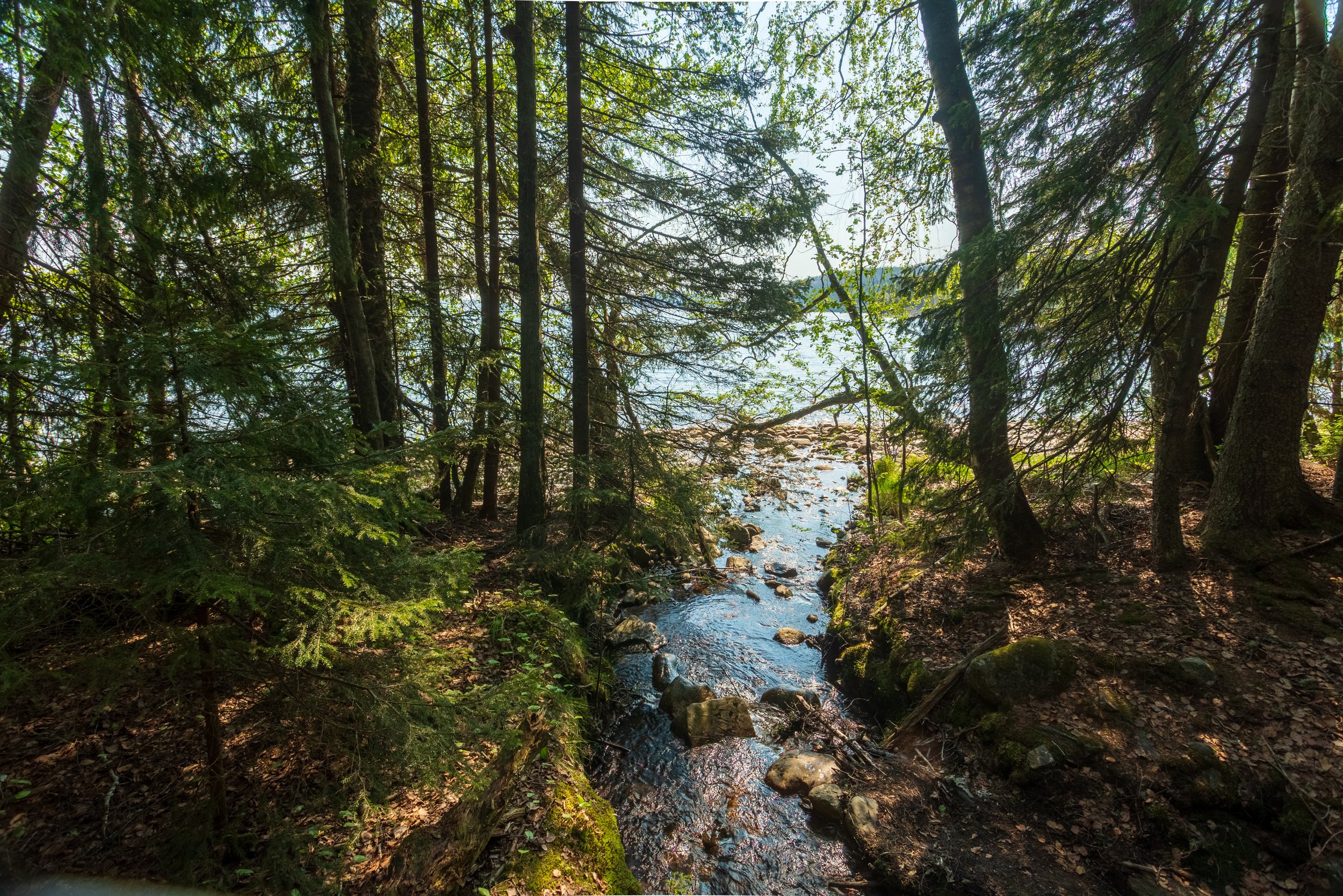 Rocky skerries and wind-sculpted pines along the Höga Kusten coast