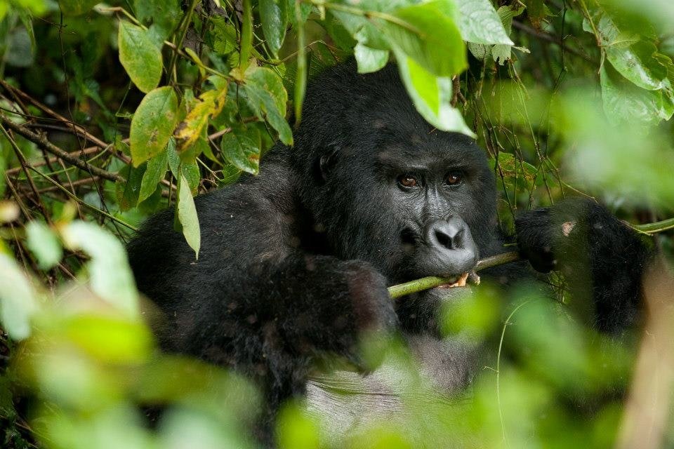 Misty volcanic forest slopes during gorilla trekking