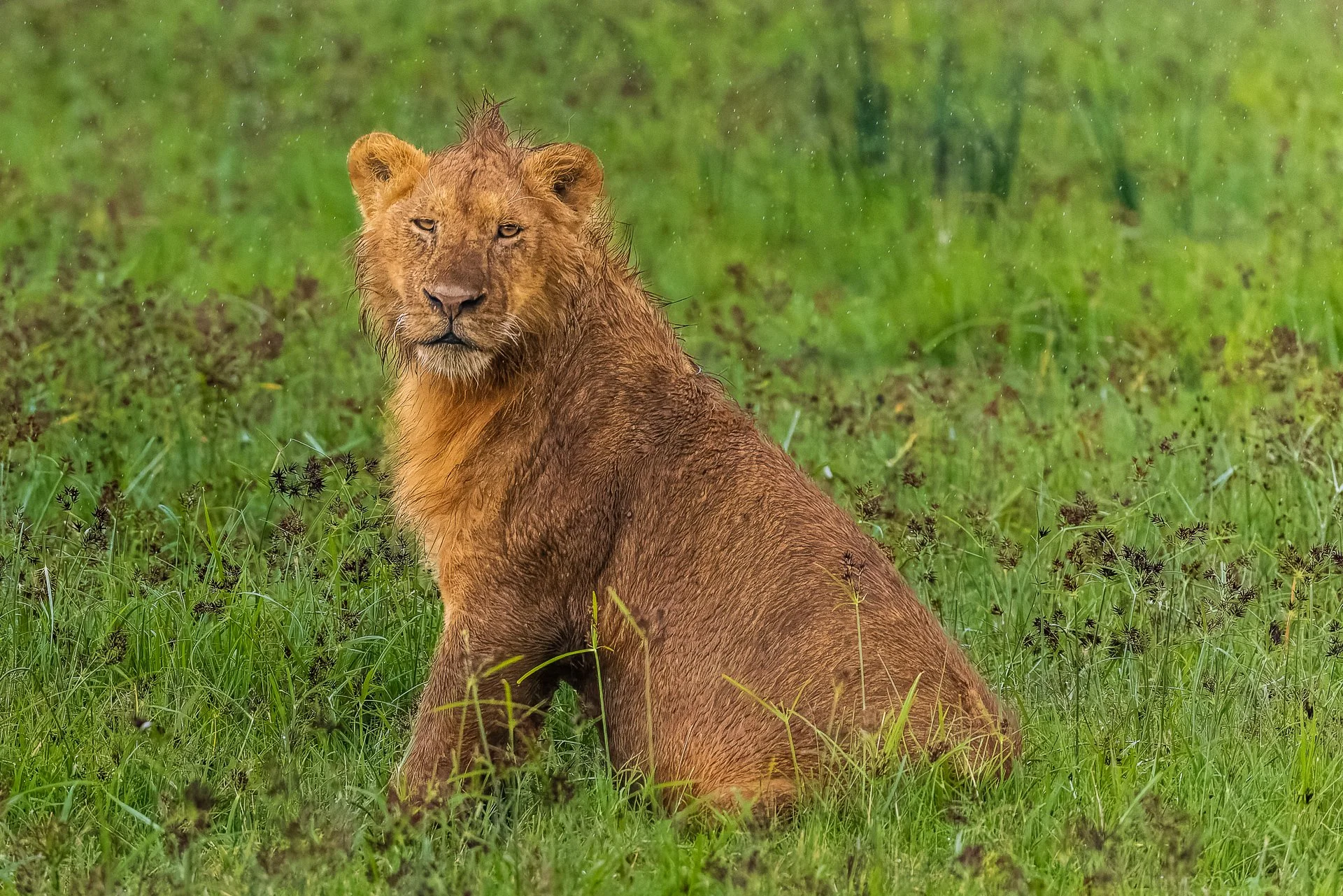 Ngorongoro Crater landscape with zebra, Tanzania